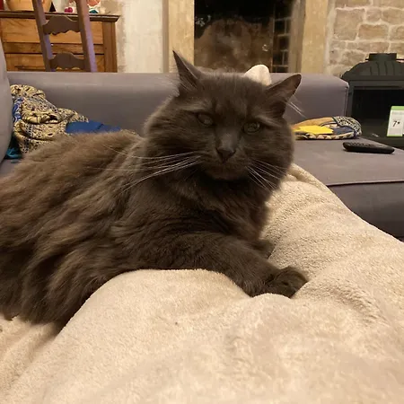 La Maison De Leon Celles-sur-Belle