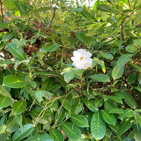 La Maison De Leon Appartement