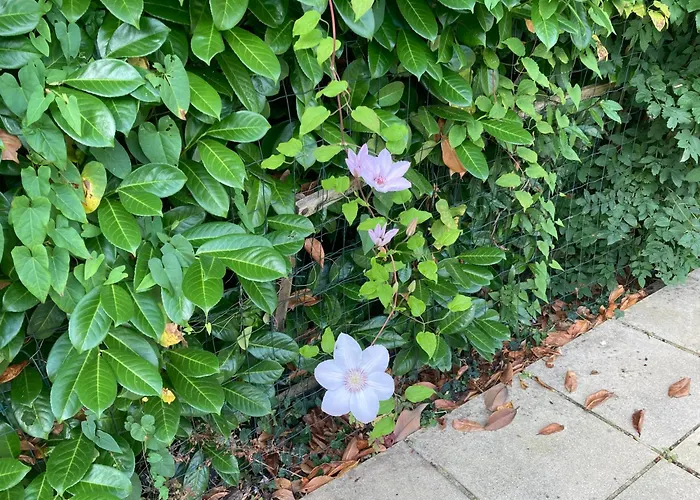 La Maison De Léon *