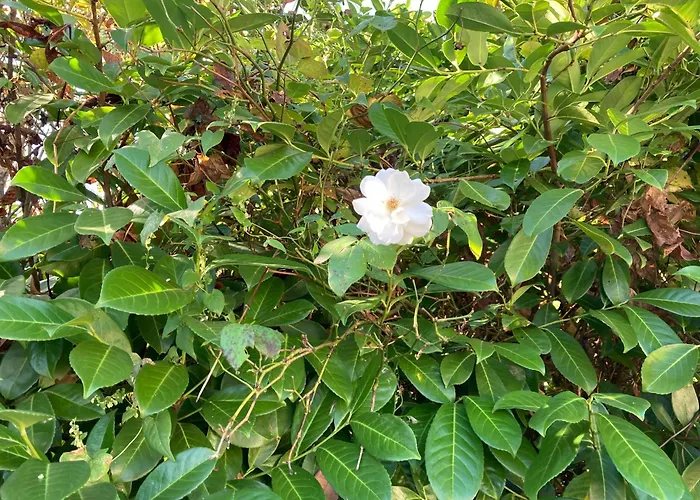 La Maison De Léon Apartamento